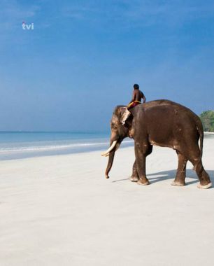Elephant Beach