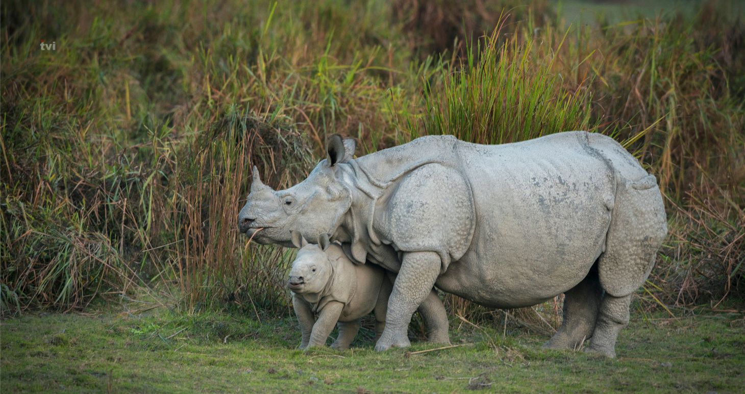 Kaziranga Majuli Combo Tour