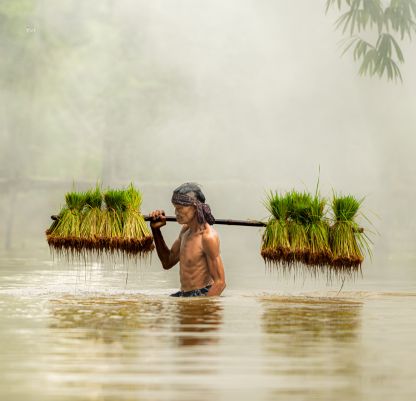 Assam Tours