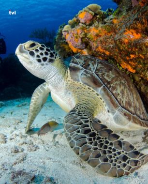 Snorkeling in Agatti Island