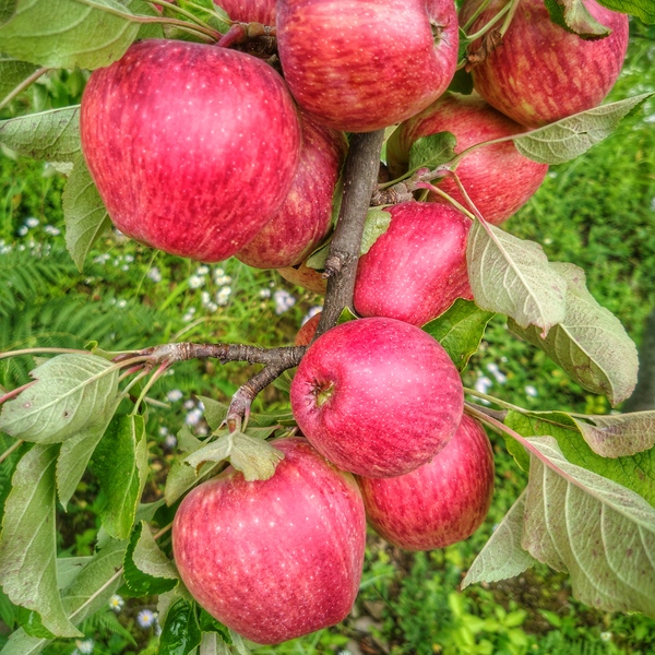 Apple orchards in Kanatal, Uttarakhand — seasonal fruit picking and scenic orchard trails at 2590m
