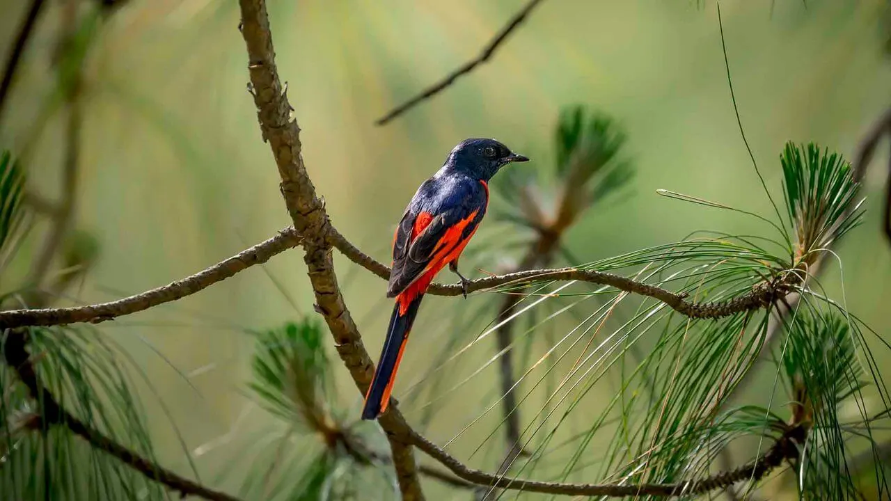 Binsar Wildlife Sanctuary — bird on pine branch, Almora, Uttarakhand