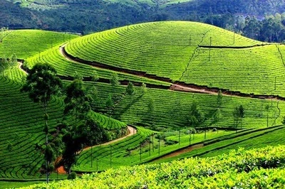 Kausani Tea Garden — Giriaroha Tea Estate Uttarakhand