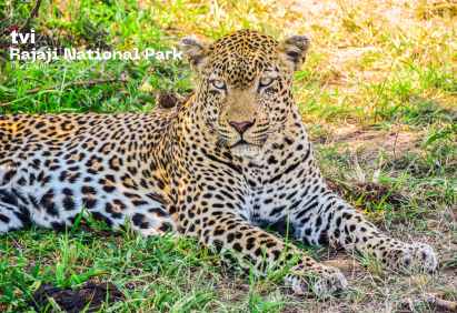 Jhilmil Jheel Jungle Jhilmil Jheel Jungle Safari Package